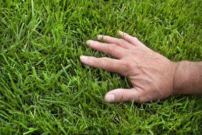 Yard Improvement Service in Honolulu, HI